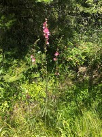 Oregon checkerbloom_Sidalcea oregana.jpg